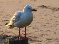 seagull